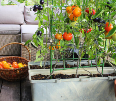 When to start your garden