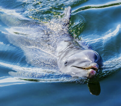 Swimming With Dolphins